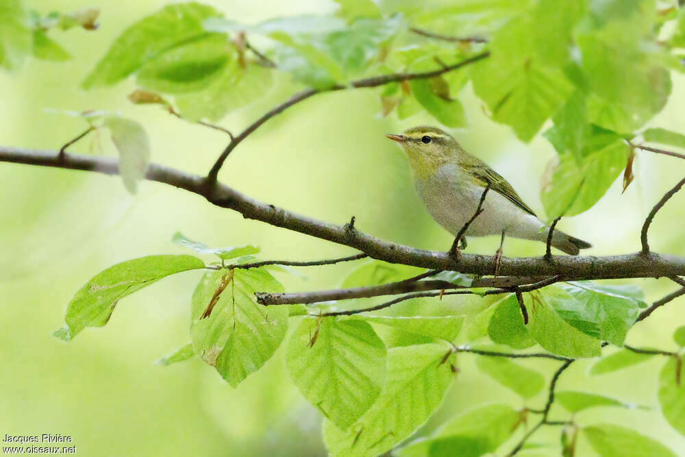 Wood Warbler male adult breeding, habitat