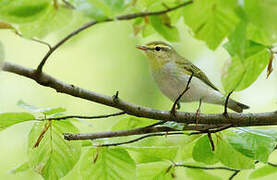 Wood Warbler