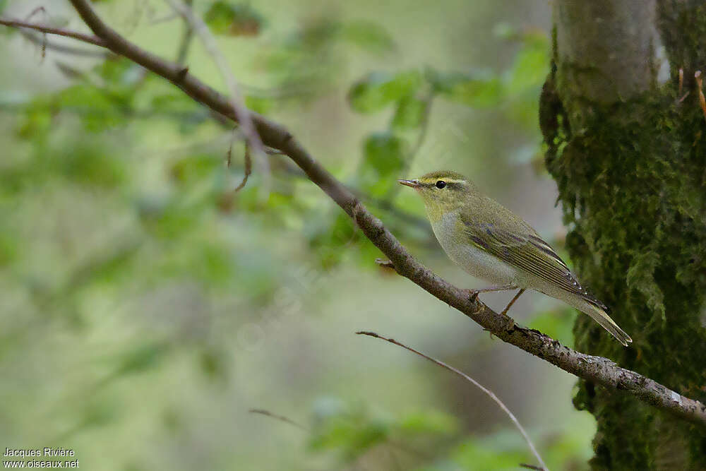 Pouillot siffleur mâle adulte nuptial, habitat