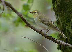 Wood Warbler