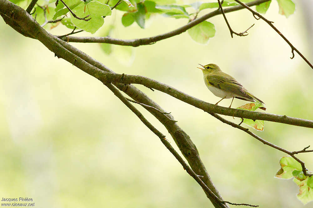 Wood Warbler male adult breeding, habitat, song