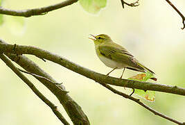 Wood Warbler