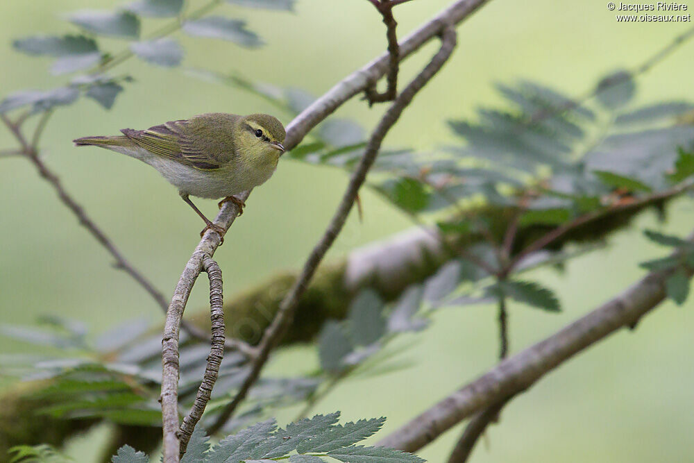 Wood Warbler female adult breeding