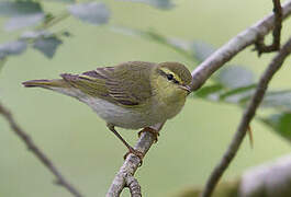 Wood Warbler