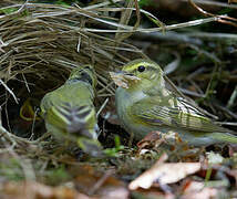 Wood Warbler