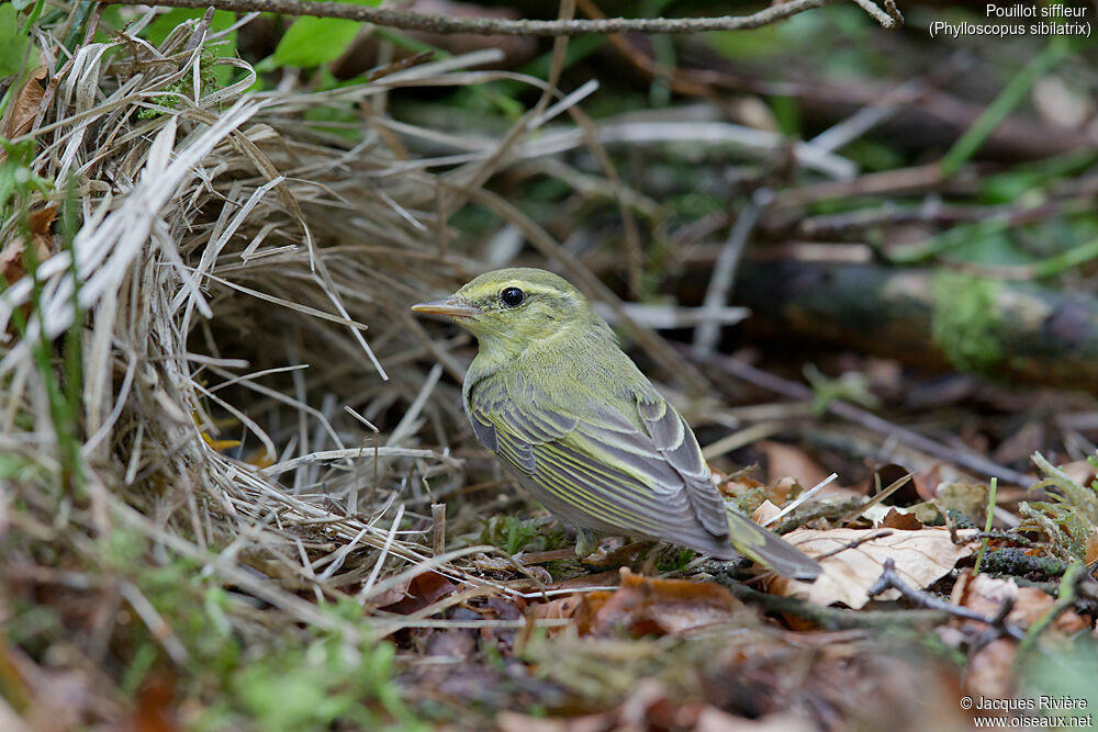 Wood Warbler female adult breeding, identification, Reproduction-nesting