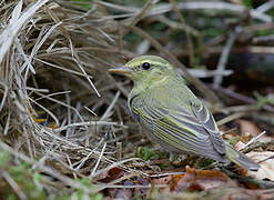 Wood Warbler