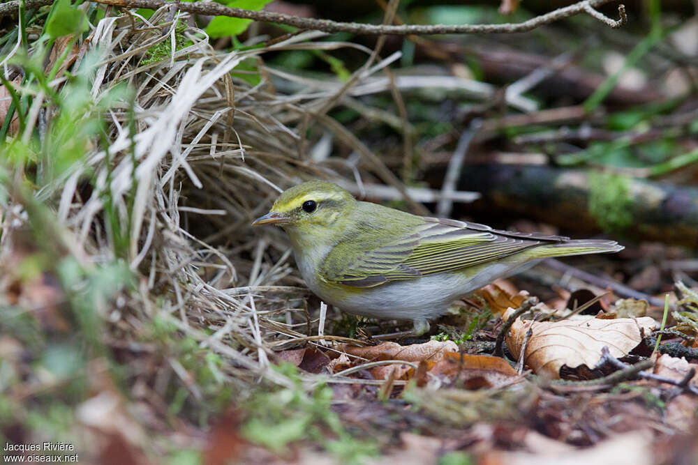 Wood Warbler male adult breeding, Reproduction-nesting