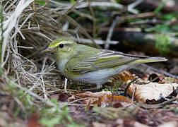 Wood Warbler