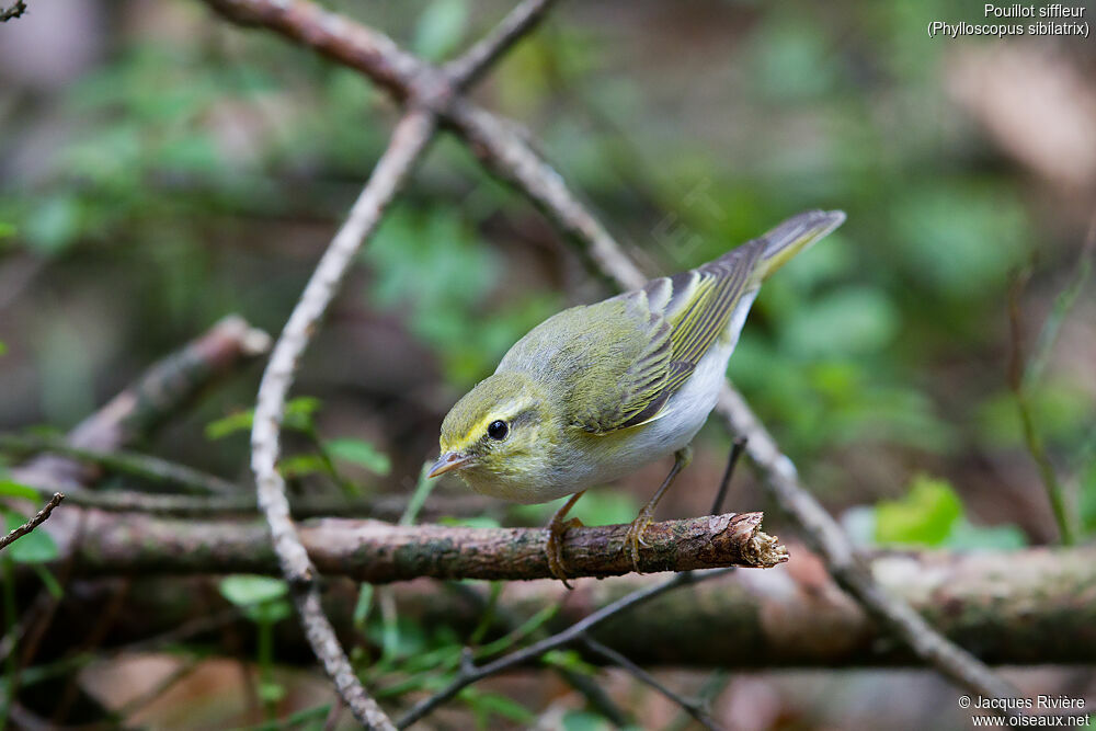 Wood Warbler male adult breeding, identification