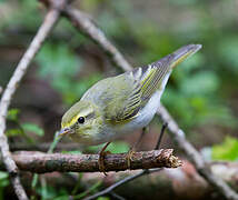 Wood Warbler