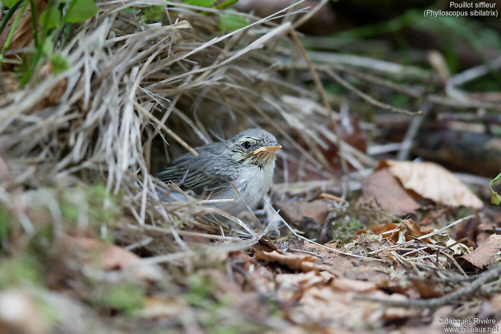 Wood Warblerjuvenile, identification