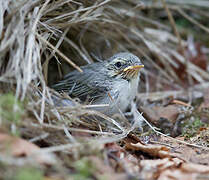 Wood Warbler