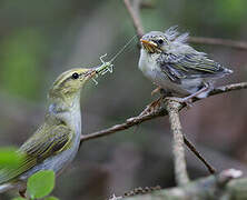 Wood Warbler