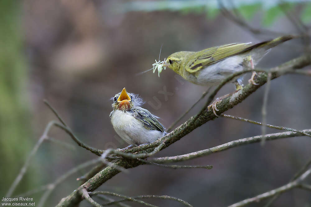 Wood Warbler, feeding habits, eats