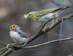 Wood Warbler