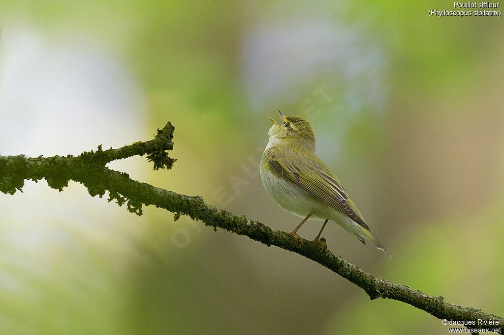 Wood Warbler male adult breeding, identification, song