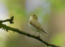 Wood Warbler