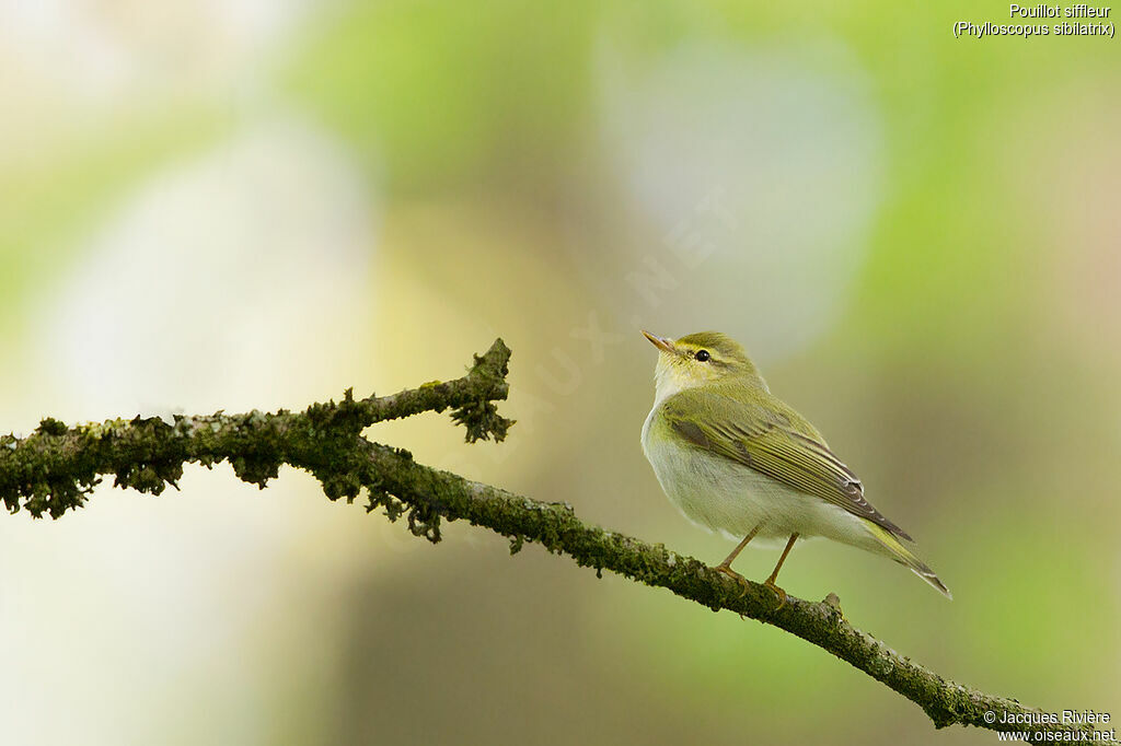 Wood Warbler male adult breeding, identification