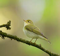 Wood Warbler