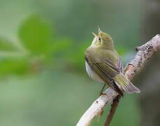 Wood Warbler