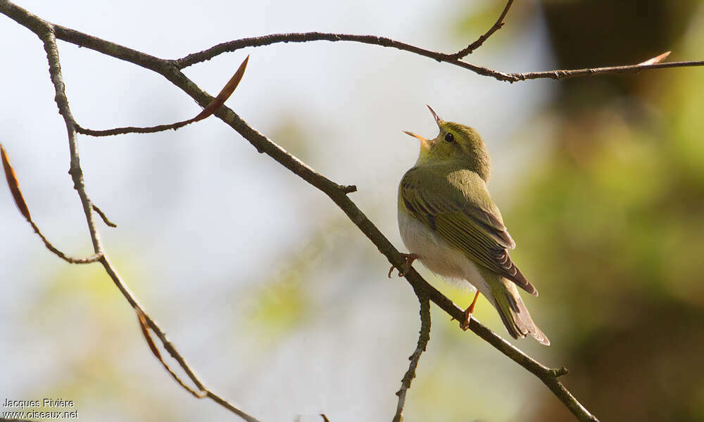 Wood Warbler male adult breeding, song