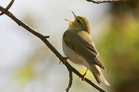 Wood Warbler