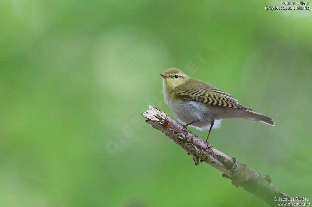 Wood Warbler male adult breeding, Reproduction-nesting