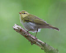 Wood Warbler