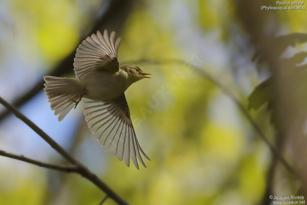 Wood Warbler male adult breeding, Flight