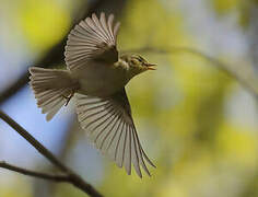 Wood Warbler