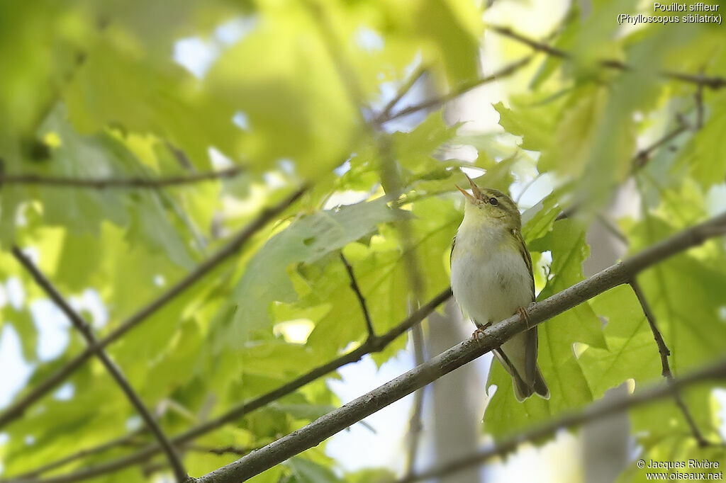 Wood Warbler male adult breeding, identification, song