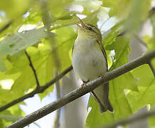 Wood Warbler