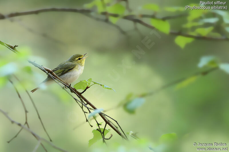 Wood Warbler male adult breeding, identification, song