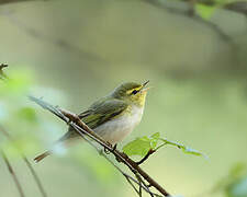 Wood Warbler