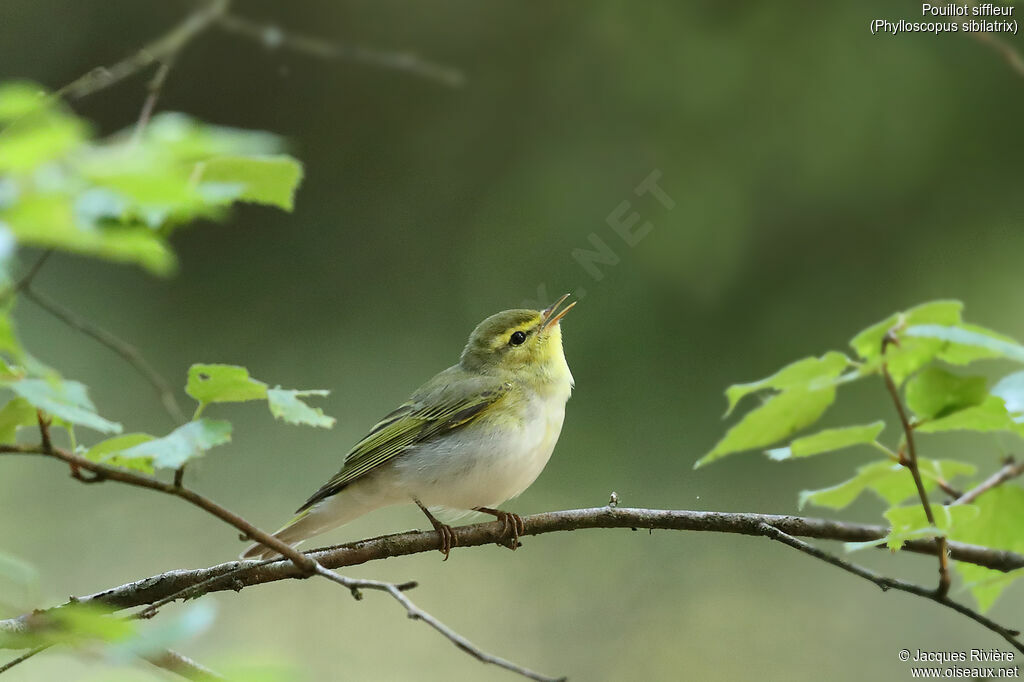 Pouillot siffleur mâle adulte, identification, chant