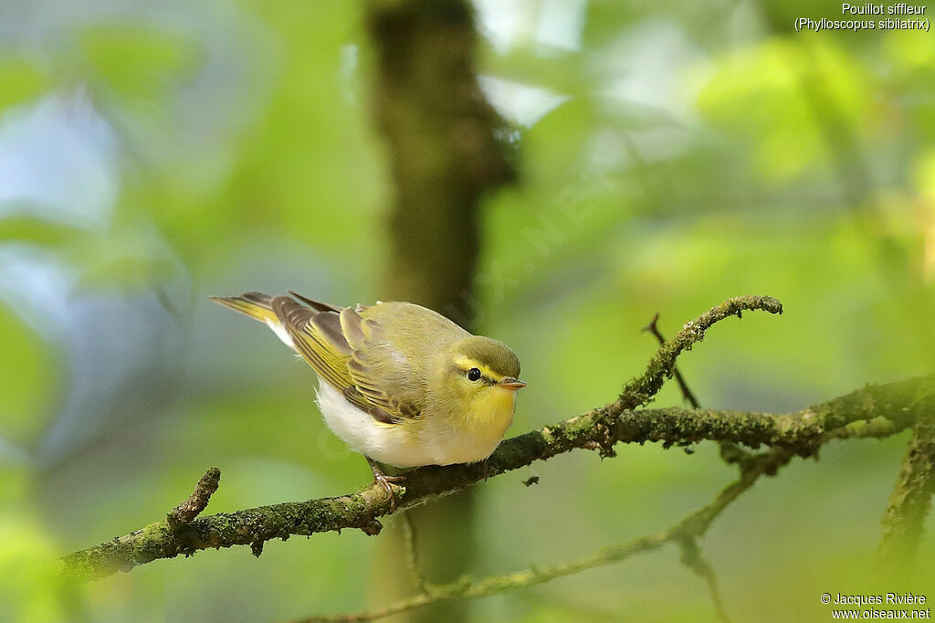 Wood Warbler male adult breeding, identification