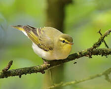 Wood Warbler