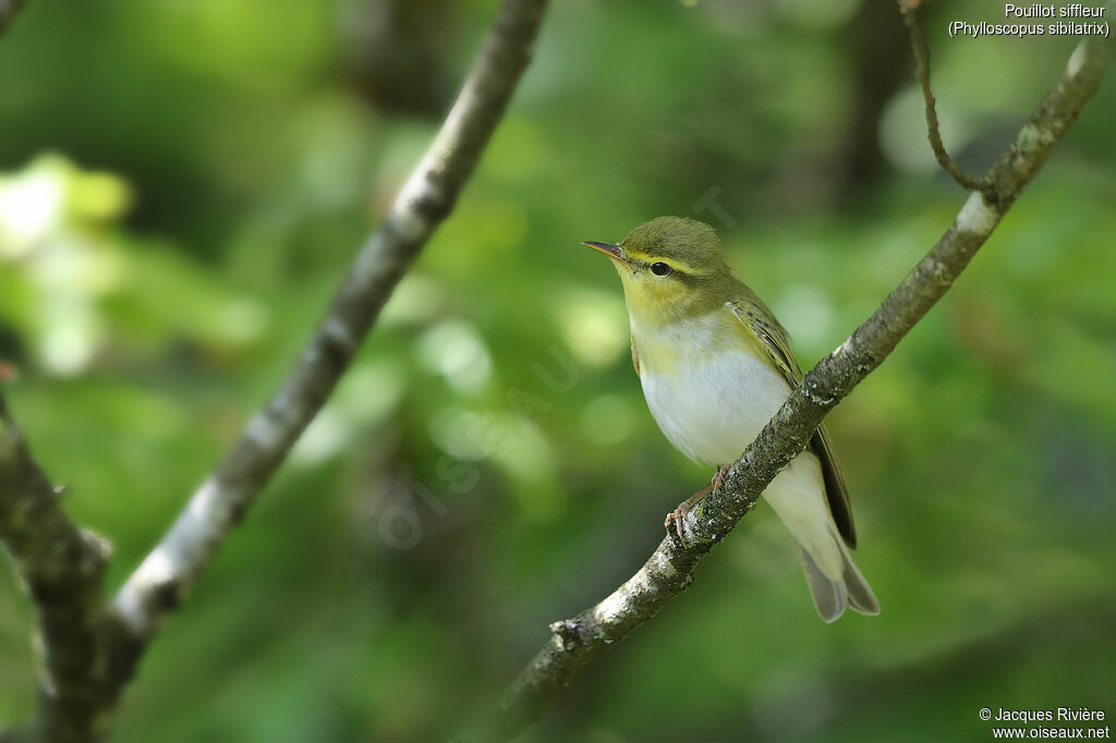 Pouillot siffleur femelle adulte nuptial, identification