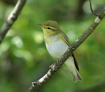 Wood Warbler