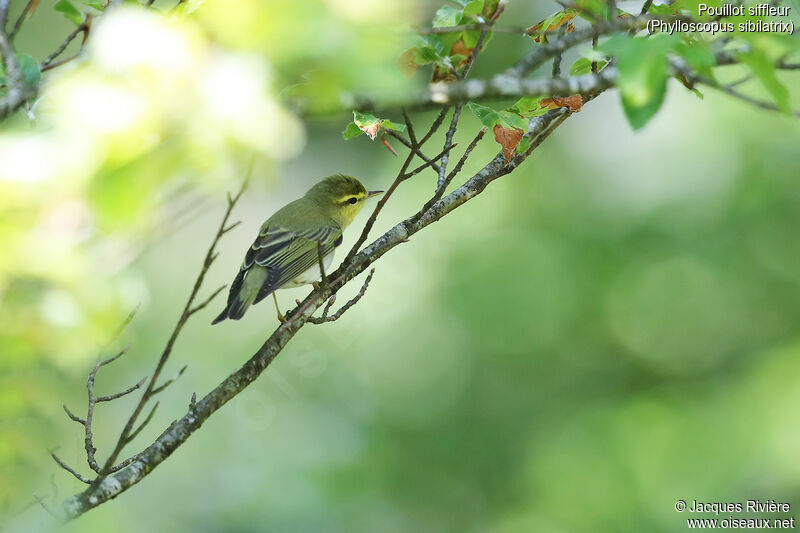 Wood Warbler male adult, identification, Reproduction-nesting