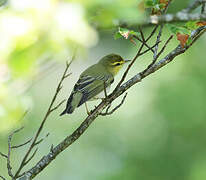 Wood Warbler