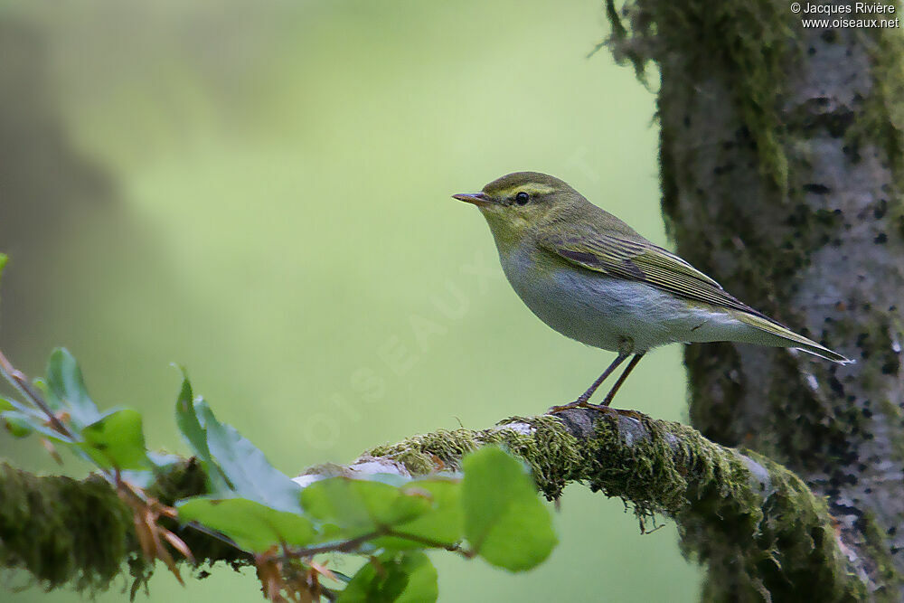 Wood Warbler female adult breeding