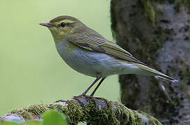 Wood Warbler