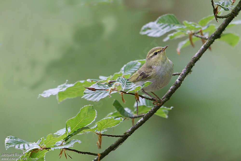 Pouillot siffleur femelle adulte nuptial, habitat