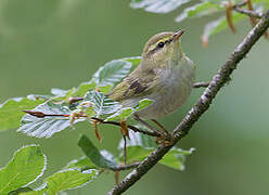 Wood Warbler