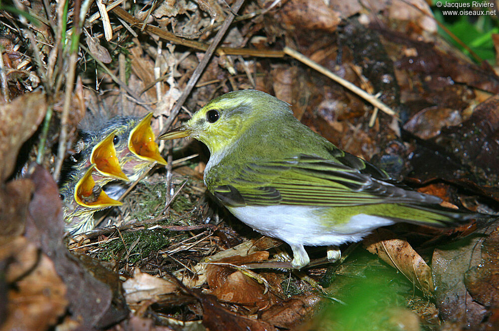 Wood Warbler male adult breeding