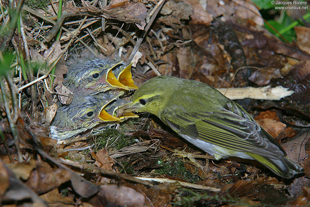 Wood Warbler male adult breeding