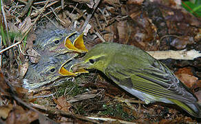 Wood Warbler