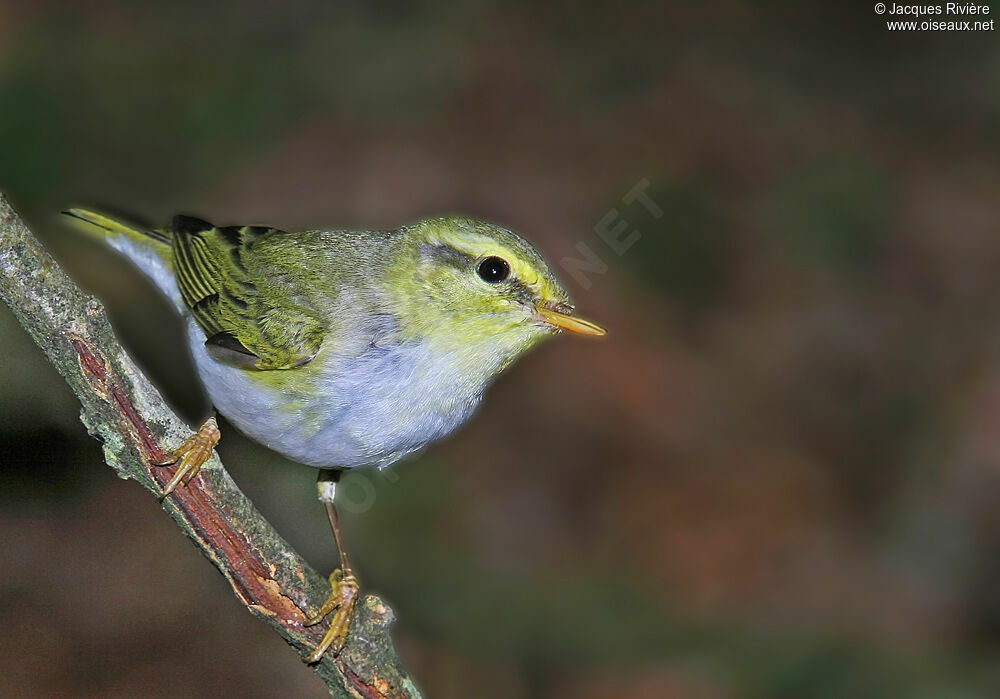 Wood Warbler female adult breeding